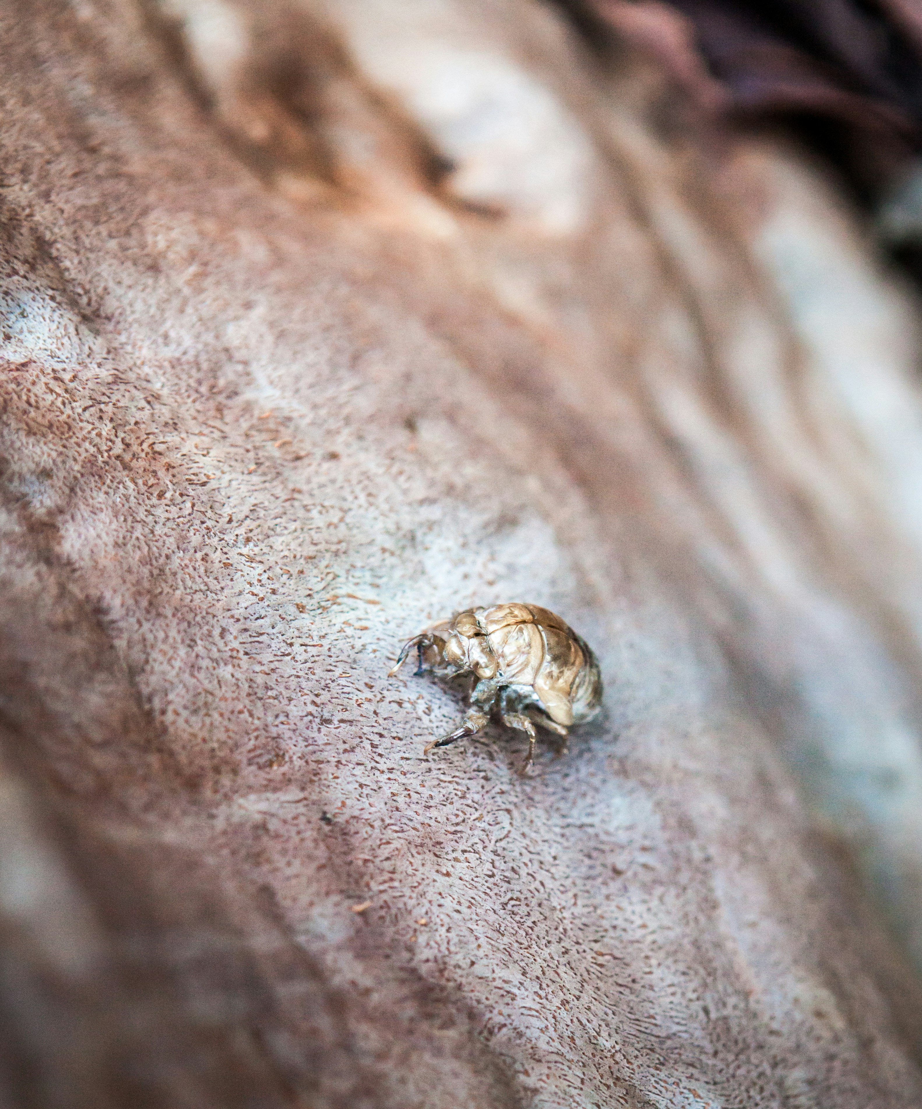 brown insect on brown surface